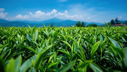 Obraz premium Lush green tea leaves on a hillside