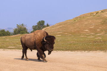 Bison on a gravel road at Theodore Roosevelt National Park, North Dakota, USA