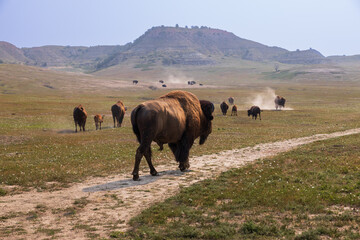 Bison herd at Theodore Roosevelt National Park, South Unit, North Dakota, USA