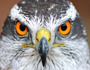 Close-up of hawk's head
