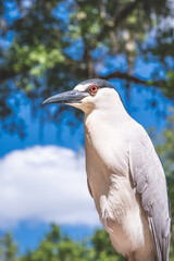 Black-Crowned Night Heron in Natural Daylight