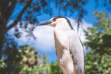 Black-Crowned Night Heron in Natural Daylight