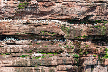 A dense colony of seabirds nesting on the layered red cliffs of Gaspésie, Quebec. The natural rock...