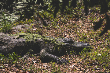American Alligator Resting in Sunlight with Moss-Covered Back
