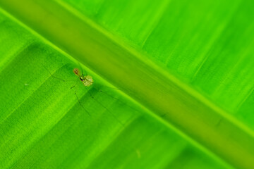 Daddy long legs spider with eggs up side down under banana green leaf. selective focus