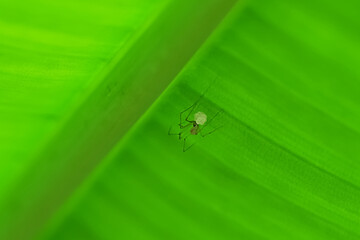 Daddy long legs spider with eggs up side down under banana green leaf. selective focus