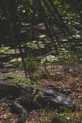American Alligator Resting in Sunlight with Moss-Covered Back