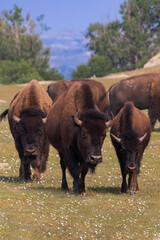 Bison herd at Theodore Roosevelt National Park, South Unit, North Dakota, USA