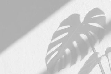 Graceful shadows of monstera foliage seen on clean surface via soft daylight. Great for wellness, eco-style, or botanical branding.