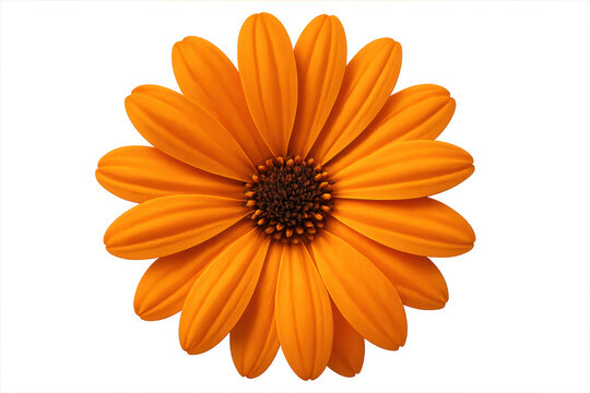 Bright orange flower blooming with dark center, revealing intricate petal details against transparent background