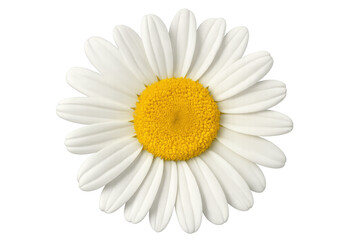 Capturing the beauty of a pristine white daisy flower in full bloom, isolated against a transparent background for a fresh, vibrant look