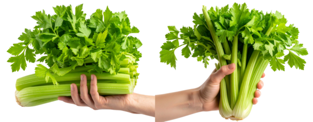 Hand Gripping Upright Fresh Celery Stalks with Crisp Leaves, Front View, Isolated on Transparent Background PNG