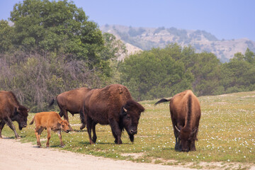 Naklejka premium Bison her with calf at Theodore Roosevelt National Park, South Unit, North Dakota, USA