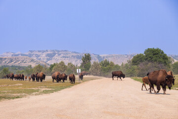 Bison herd at Theodore Roosevelt National Park, South Unit, North Dakota, USA