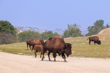 Bison herd at Theodore Roosevelt National Park, South Unit, North Dakota, USA