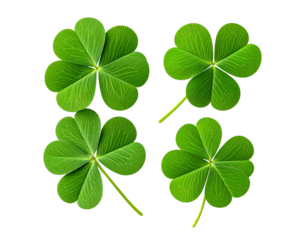 A collection of four vibrant green clovers, symbolizing luck and prosperity, perfec