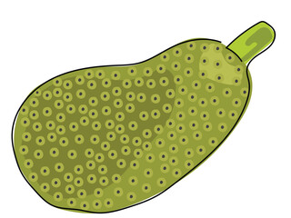 Jackfruit in continuous line drawing on a white background.