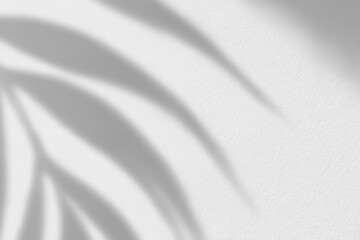 Artistic monstera leaf silhouettes seen on bright background with soft window shadows. Great for organic product packaging, background, and editorial content.

