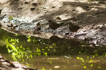 Rufous-bellied Thrushes (Turdus rufiventris) Drinking Water in Horco Molle, Tucumán, Argentina: Andean Wildlife
