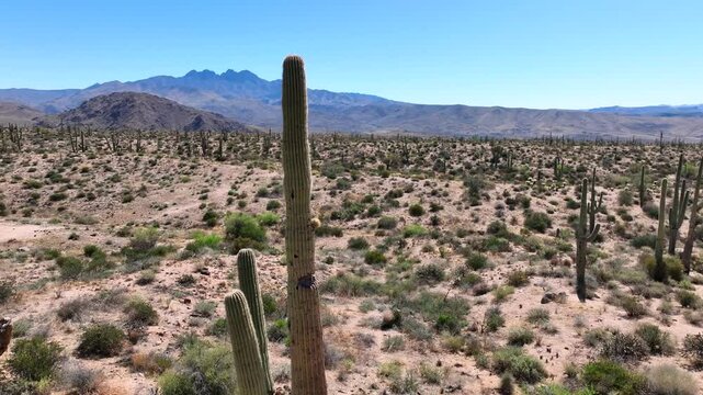 Aerial view of desert landscape with cacti and mountains, United States.