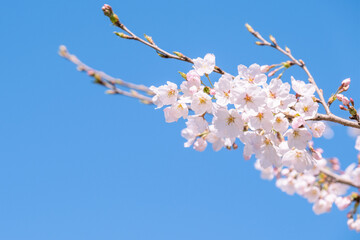 桜　青空