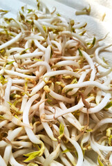 Close-Up of Fresh Bean Sprouts