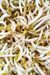 Fresh Bean Sprouts with Vibrant Green Tips