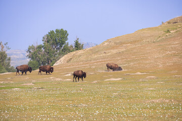 Bison herd at Theodore Roosevelt National Park, South Unit, North Dakota, USA