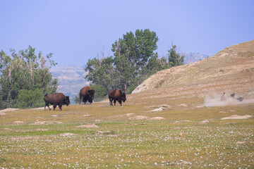 Bison herd at Theodore Roosevelt National Park, South Unit, North Dakota, USA