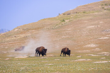Bison at Theodore Roosevelt National Park, South Unit, North Dakota, USA