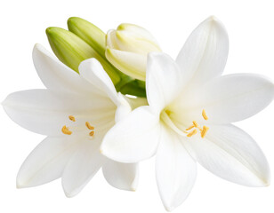  Firefly_Close up photo of a tuberose flower on a transparent background 