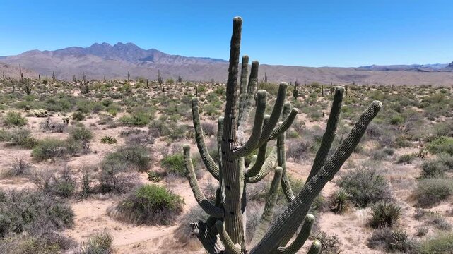 Aerial view of desert landscape with cacti and mountains, United States.