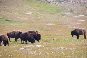 Bison herd at Theodore Roosevelt National Park, South Unit, North Dakota, USA
