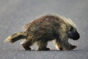 Yukon Territories, Canada
