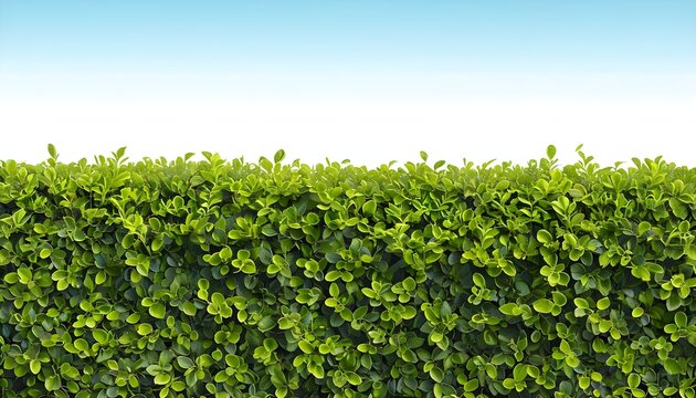 Boxwood boxus background