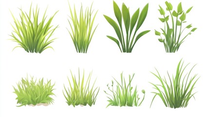 Obraz premium Varied cartoon grass bunches tall, leafy, & clumpy, on a white backdrop