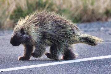 Yukon Territories, Canada