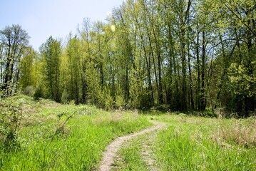 Hiking footpath winding through a lush meadow at the edge of a dense woodland, filled with lush...