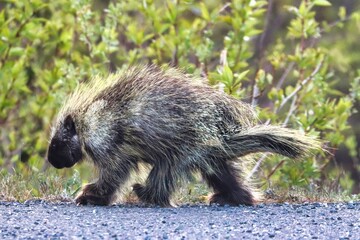 Yukon Territories, Canada