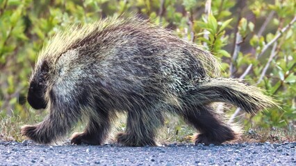 Yukon Territories, Canada