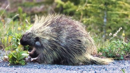 Yukon Territories, Canada