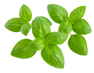  Firefly_Holy basil ocimum sanctum isolated on a transparent background.