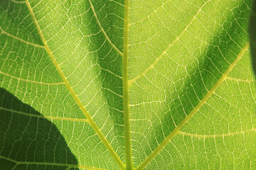 Detail of the veins of a backlit green leaf