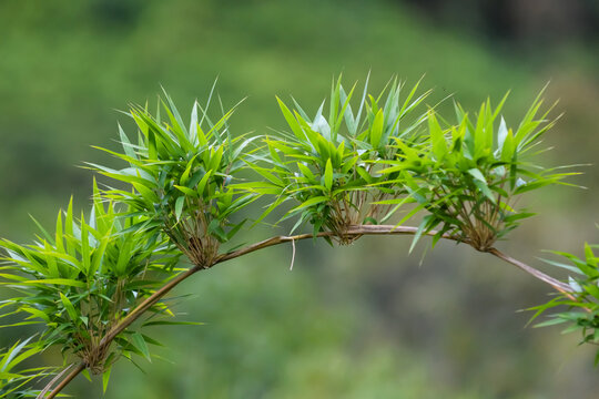 Shoots of Zuro (Chusquea scandens), the bamboo of the Andes