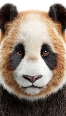 Close Up Portrait of a Brown and White Panda