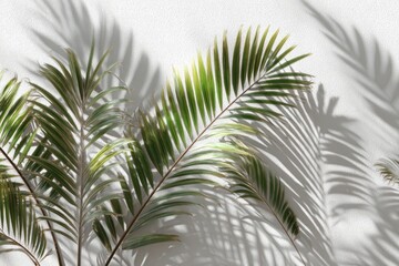 Fototapeta premium Palm leaves cast shadows on a wall