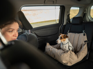 Caucasian woman travels by car with her dog. Jack Russell Terrier in a special car seat. 