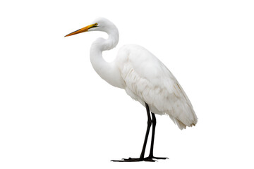 Elegant Great Egret bird isolated on black background.
