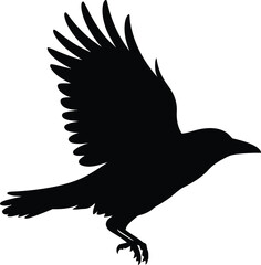 Black crow in flight raven bird