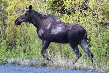 Yukon Territories, Canada